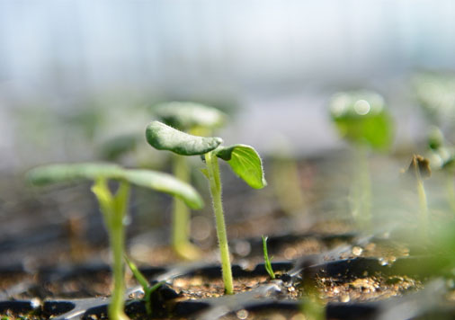 設施農業(yè)大棚物聯(lián)網(wǎng)的應用